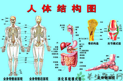 人体器官分五脏六腑器官分布图